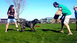 Neapolitan Mastiffs at Mastini Mayhem Kennels [upl. by Yuht]