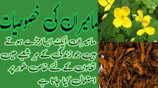 mamiran golden thread root ki khasoosiyat hikmat ki baty [upl. by Truitt168]