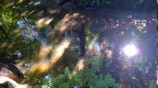 Sindsley Brook Worsley Woods [upl. by Craddock429]