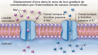 Capsule 25ATransport membranaire [upl. by Ganley196]