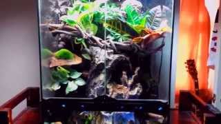 Crested Gecko Paludarium  Vivarium  Terrarium Update [upl. by Wales]