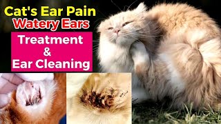 Cat ear mites  Cat watery ears  Cat ear treatment  Cat ear pain  Ear infection in cats [upl. by Albric]