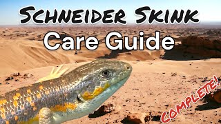 The Complete Schneider Skink Care Guide [upl. by Edgard]