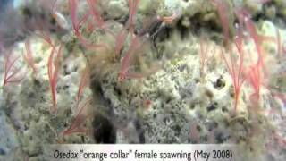 Spawning and development in Osedax boneworms Siboglinidae Annelida [upl. by Normandy634]