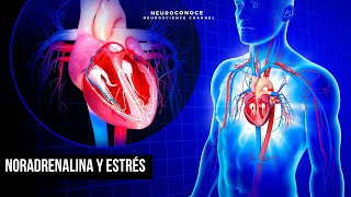 Noradrenalina Cómo Impacta el estrés en tu cuerpo y mente [upl. by Artemed]