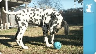 Dalmatian Puppies  Puppy Love [upl. by Britton]