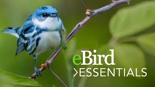 Learn eBird Essentials  Bird Academy [upl. by Enreval868]