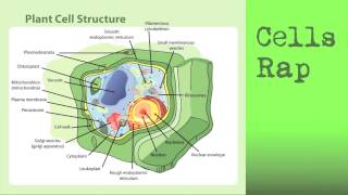 Cells Rap  Parts of the Cell Rap  Songs for children [upl. by Hobard]