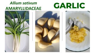 Garlic Allium sativum AMARYLLIDACEAE a culinary plant with numerous health benefits [upl. by Ashling]