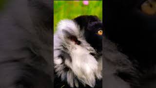 Lemur Black FACE [upl. by Ait]