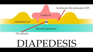 L38 Extravasation Diapedesis Understanding the Molecular Mechanisms Part 3 [upl. by Einal]