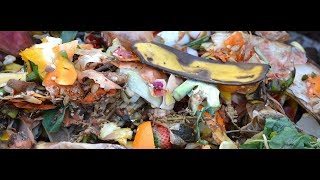 VermiCompost Worms Eisenia fetida [upl. by Gorges688]