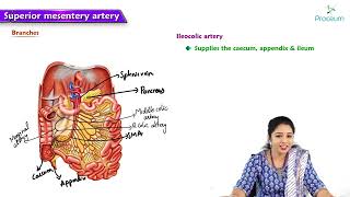 15 Anatomy of Superior Mesenteric Artery  MBBS Lecture [upl. by Mitch]