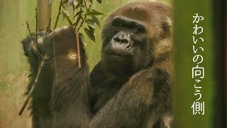 Rola is lonely but she is always with a living thing⎮CHIBA ZOO GORILLA⎮千葉市動物公園 単独飼育ゴリラ⎮S1E239 [upl. by Pet677]