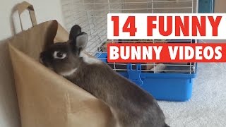 14 Funny Bunny Videos  Awesome Bunnies Compilation [upl. by Mulford]