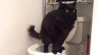 CAT POOPS IN TOILET black cat named Wolf [upl. by Acinhoj476]