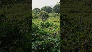 Beautiful Mango farm nature music plantslover houseplantchannel [upl. by Eked]