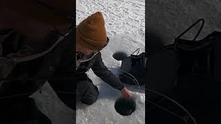 Tried and true jigs for ICEFISHING 🙌🏻 fishing icefishing fish trout jigging jigfishing [upl. by Bartosch]