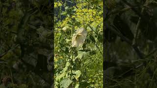 Stockrose  Alcea rosea  entspannung nature softmusic hannover wildpflanzen wegesrand [upl. by Brianna445]