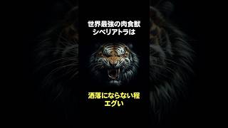 世界最強の肉食獣シベリアトラ。動物 雑学 トラ [upl. by Chiles]