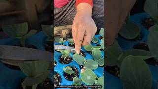 Cut off the cotyledons of pumpkins to prepare for grafting [upl. by Ttehc]