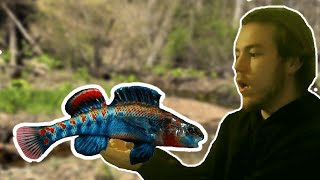 Catching RAINBOW colored fish in Missouri [upl. by Atteiluj36]