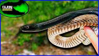 Coachwhip Literally the Coolest Snake [upl. by Belcher]