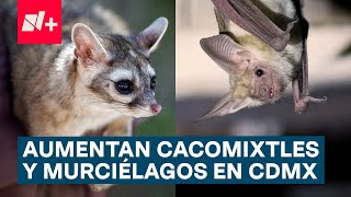 Avistamientos de cacomixtles y murciélagos en CDMX  N [upl. by Lyrpa]