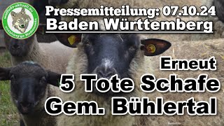 Wolfinfo Aktuell Pressemitteilung Erneut 5 tote Schafe Gem Bühlertal [upl. by Sullecram]