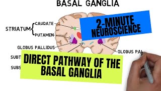 2Minute Neuroscience Direct Pathway of the Basal Ganglia [upl. by Argus355]