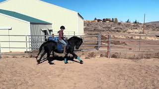 Friesian training in the big arena [upl. by Assirialc217]