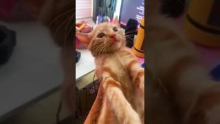 So funny cat videos 🤣📷 cat catlover funnycat shortvideo shortsfeed shorts [upl. by Trust]