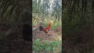 Tambang kosong ayam ayamhutan [upl. by Nnairet]