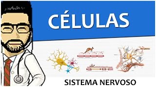 Sistema Nervoso 02  Células  Tecido  Histologia Vídeo Aula [upl. by Eidna996]