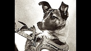 Belka and Strelka – the Soviet space dogs [upl. by Liggett631]