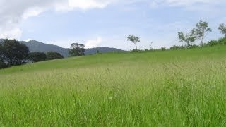 RANCHO🔥 EN VENTA🔥 EN CHIAPAS MEXICO 40 HECTAREAS EN VENTA RANCH FOR SALE IN CHIAPAS [upl. by Heloise]