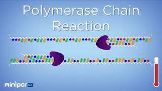 What is PCR Polymerase Chain Reaction  miniPCR bio™ [upl. by Merari]