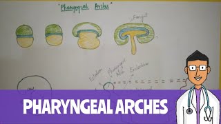 Pharyngeal Arches Part 1 embryology pharyngealarches [upl. by Aizahs]