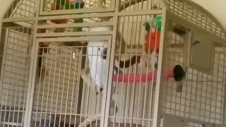 Onni Cockatoos Temper Tantrum When The Family Leaves [upl. by Ymij]