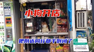 小狗在街上开了家便利店，还把周围的同行都干倒闭了，太神奇了！ [upl. by Hudgens]