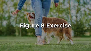 Figure 8s A Rehabilitation Technique for your Dog [upl. by Xymenes]