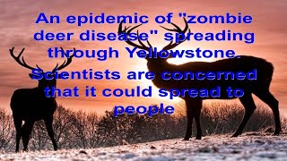 An epidemic of zombie deer disease spreading through Yellowstone [upl. by Haleigh]