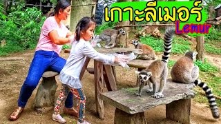 น้องถูกใจ  เกาะลีเมอร์ “Lemur Land” [upl. by Annerb]