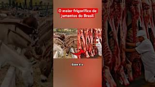 O MAIOR FRIGORÍFICO DE JUMENTOS DO BRASIL [upl. by Osnola]