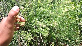 Capital Naturalist Horseweed  Mares tail [upl. by Bello]