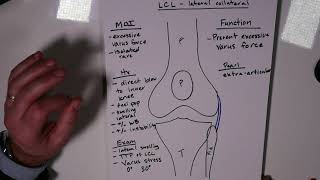 Lateral Collateral Ligament Anatomy Function Injury and Treatment [upl. by Erl418]