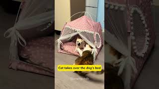 Feline fury meets canine couragecat kitten funnycats funnyanimals funnypets [upl. by Leela]