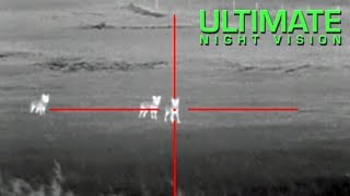 Coyote Hunting with Thermal  13 Coyotes Down with the ATN ThOR Thermal Scope [upl. by Laktasic]