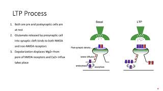 Long Term Potentiation LTP Memory How we Learn Explained NMDAAMPA Mechanism [upl. by Schreck879]