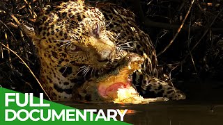 Jaguar VS Caiman Wildlife Encounters  Free Documentary Nature [upl. by Erine]